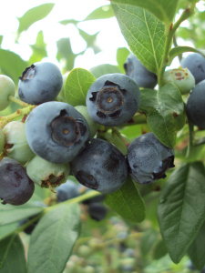 Christina's photo of real Michigan blueberries