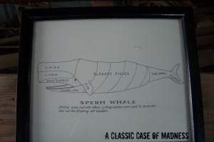 whale diagram